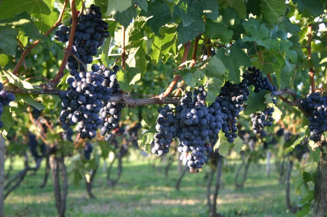 Click for original image 339k 1229x819